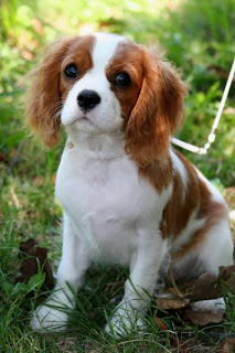 Cavalier King Charles Spaniel Puppies