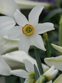 Centennial Park Conservatory 2018 Easter Flower Show Narcissus poeticus var. recurvus Pheasant's Eye daffodil by garden muses-not another Toronto gardening blog