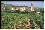 beaujolais-chenas.jpg