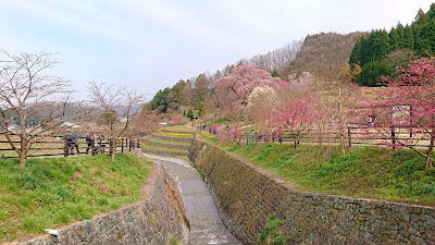 又兵衛桜(宇陀市)