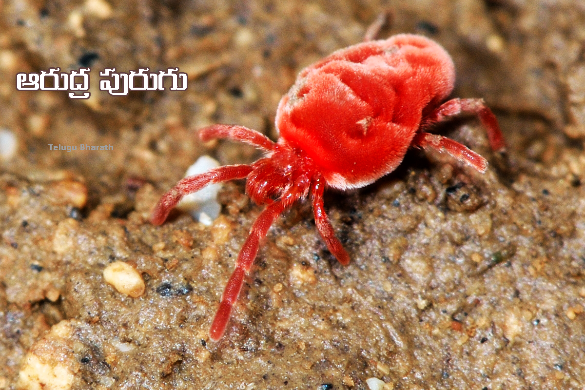 ఆరుద్ర పురుగుతో పర్యావరణ హితం - Arudra Purugu, Red velvet mite