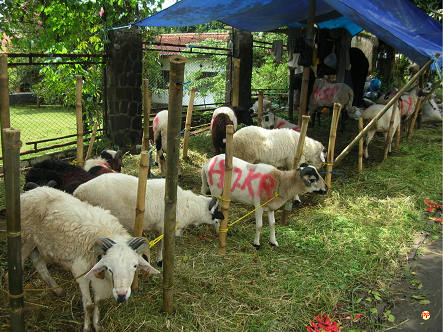 Info Terbaru Harga Kambing Jawa Randu dan Super di Pasaran per Ekor