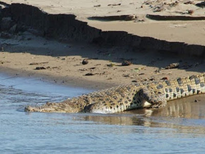 BUAYA MUNCUL DI PULAU DAYUNG DAN PETUGAS MELAKUKAN PENEMBAKAN