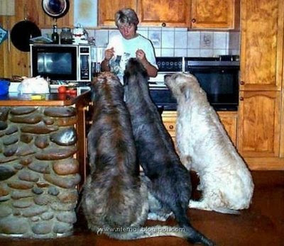 largest dog in world. World#39;s Biggest Dog - Is it