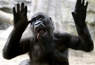 Funny Pictures Gorillas on Funniest Gorilla New Funny Images Photos   Funny And Cute Animals