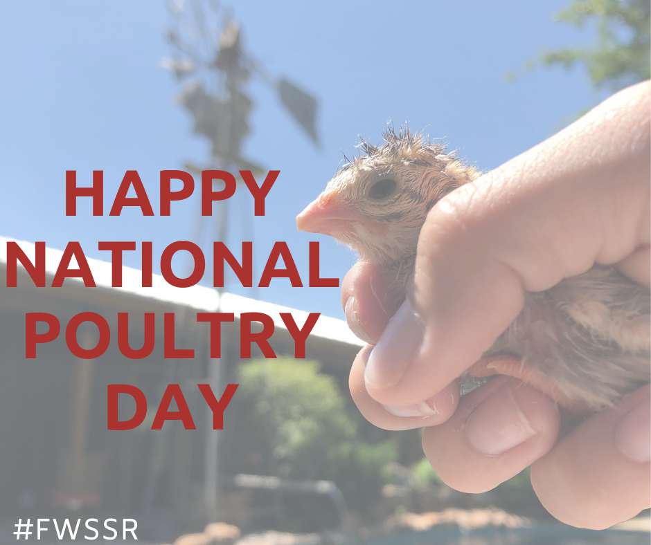 National Poultry Day Wishes For Facebook