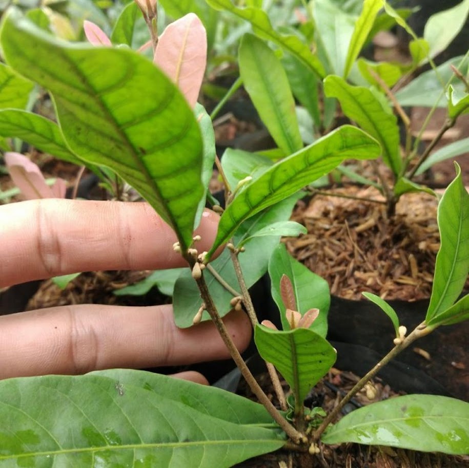 bibit miracle fruit ajaib harga hemat IX Koto Sungai Lasi