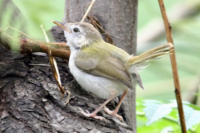 Common Tailorbird  - juvenile