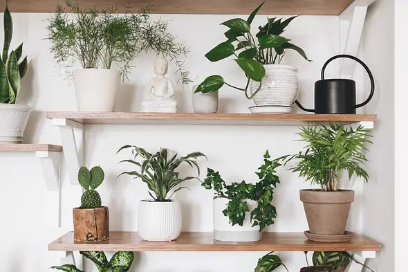 Chọn những cây nhỏ để trang trí phòng bếp