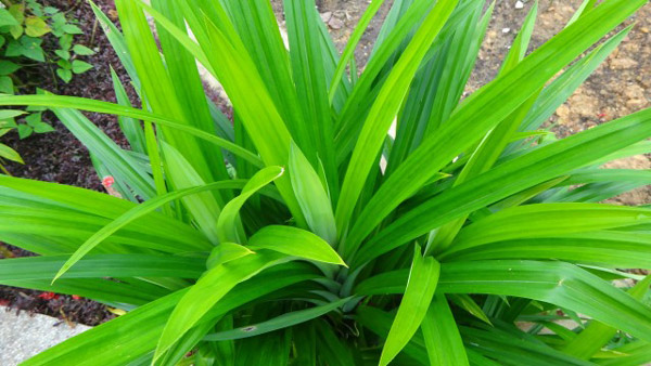 Berbagai Manfaat Daun Pandan Untuk Kesehatan