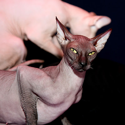difference peterbald and sphynx