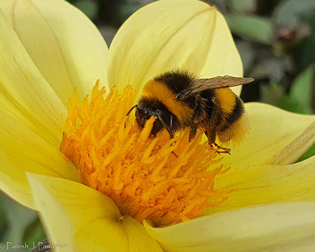 Bee on a flower