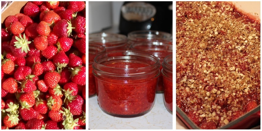 berries_4