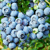 Blueberry Bisa Cegah Kanker dan Diabetes