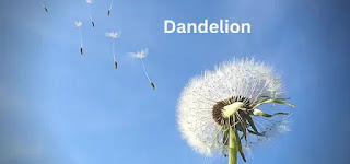 Close-up of a dandelion plant