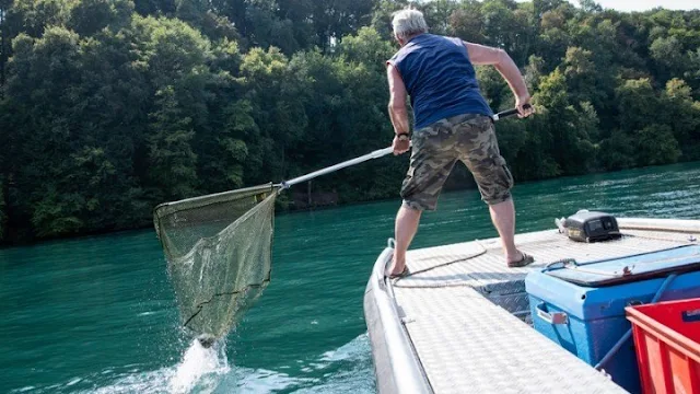 Ο καύσωνας σκοτώνει χιλιάδες ψάρια στο Ρήνο ποταμό