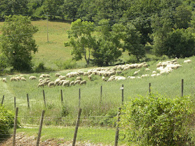 gregge di pecore vicino a Manciano in Maremma
