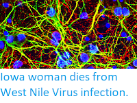 http://sciencythoughts.blogspot.co.uk/2017/09/iowa-woman-dies-from-west-nile-virus.html