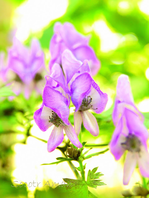 Aconitum japonicum