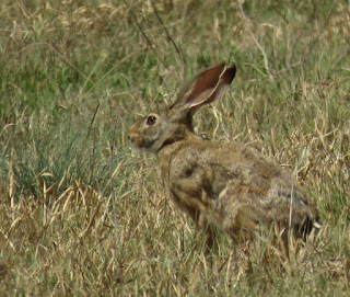 Indian Hare