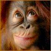 orangutan pic