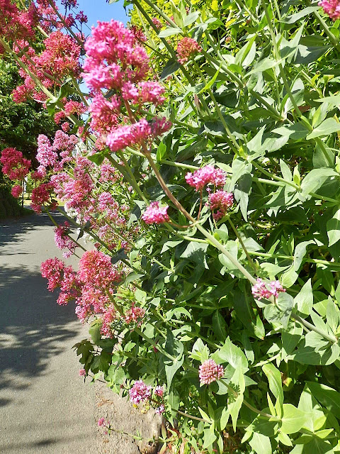 Valerian, Cornwall