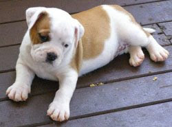 Small australian bulldog puppy wallpapers