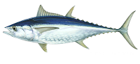  yakni kelompok ikan maritim dari keluarga Scombridae Ikan Tuna
