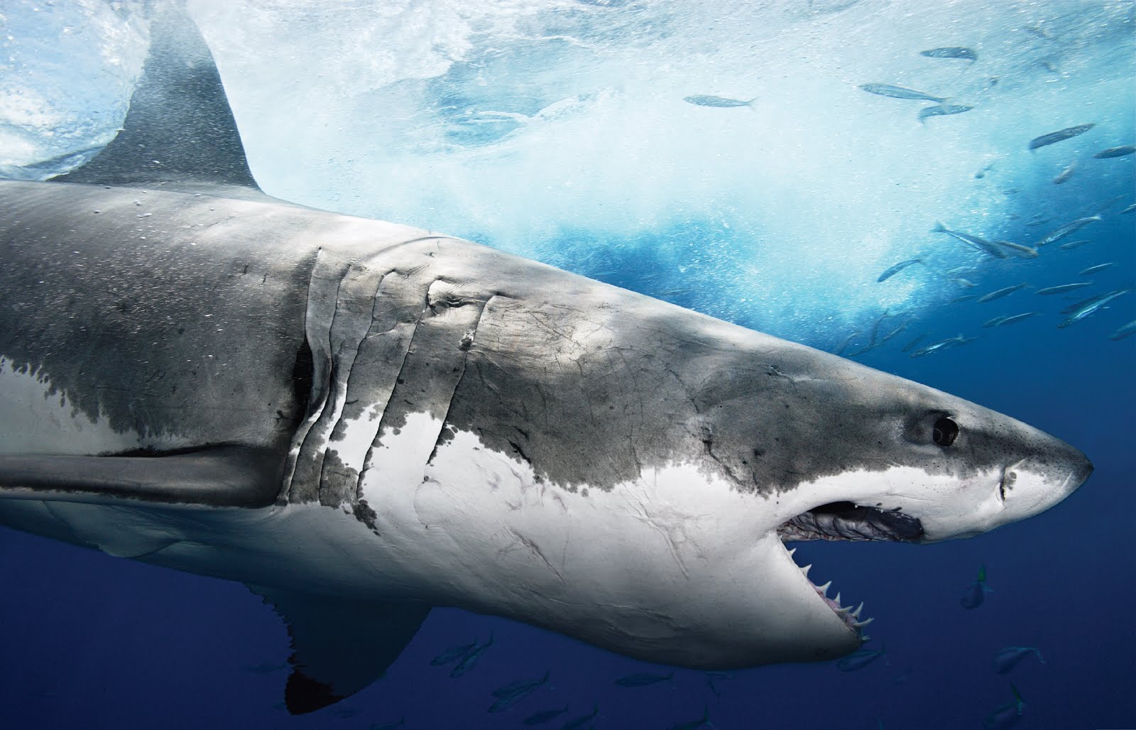 HD: GREAT -WHITE - SHARK 6