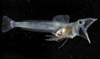 Icefish Transparan 