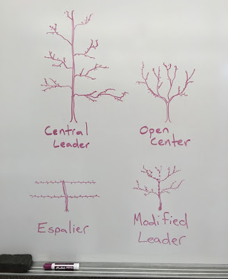 Four Common Forms of Fruit Tree Pruning