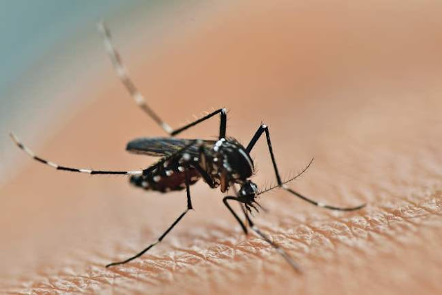 Chikungunya - Symptoms, Causes And Cure