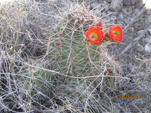 Echinocereus triglochidiatus