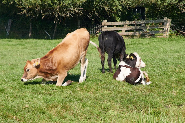 Groene hart van de Randstad