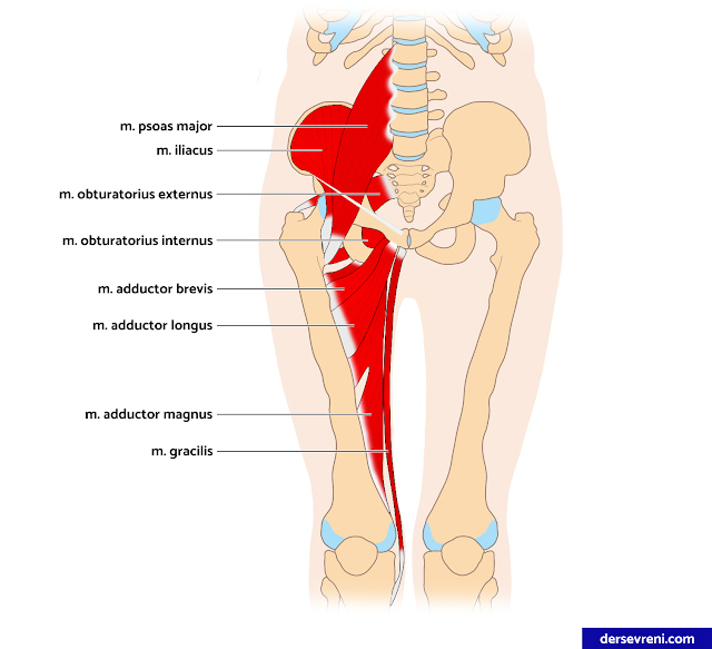 m. iliopsoas major m. iliopsoas minor  m. iliacus m. gluteus maximus m. gluteus medius m. gluteus minimus