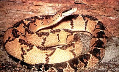 Snake Index: The Bushmaster Snake