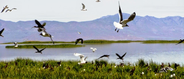 Wildlife at The Great Salt Lake