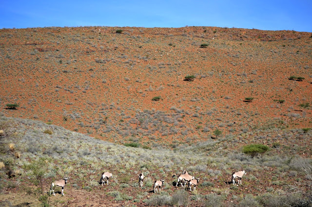 Gemsbok (Oryx) in the Naukluft Mountain Zebra Park