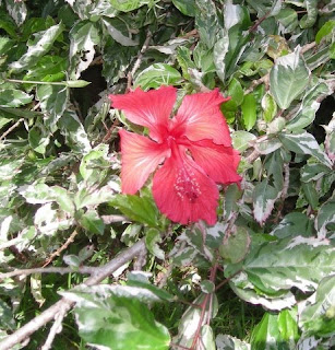 Hibiscus rosa-sinensis