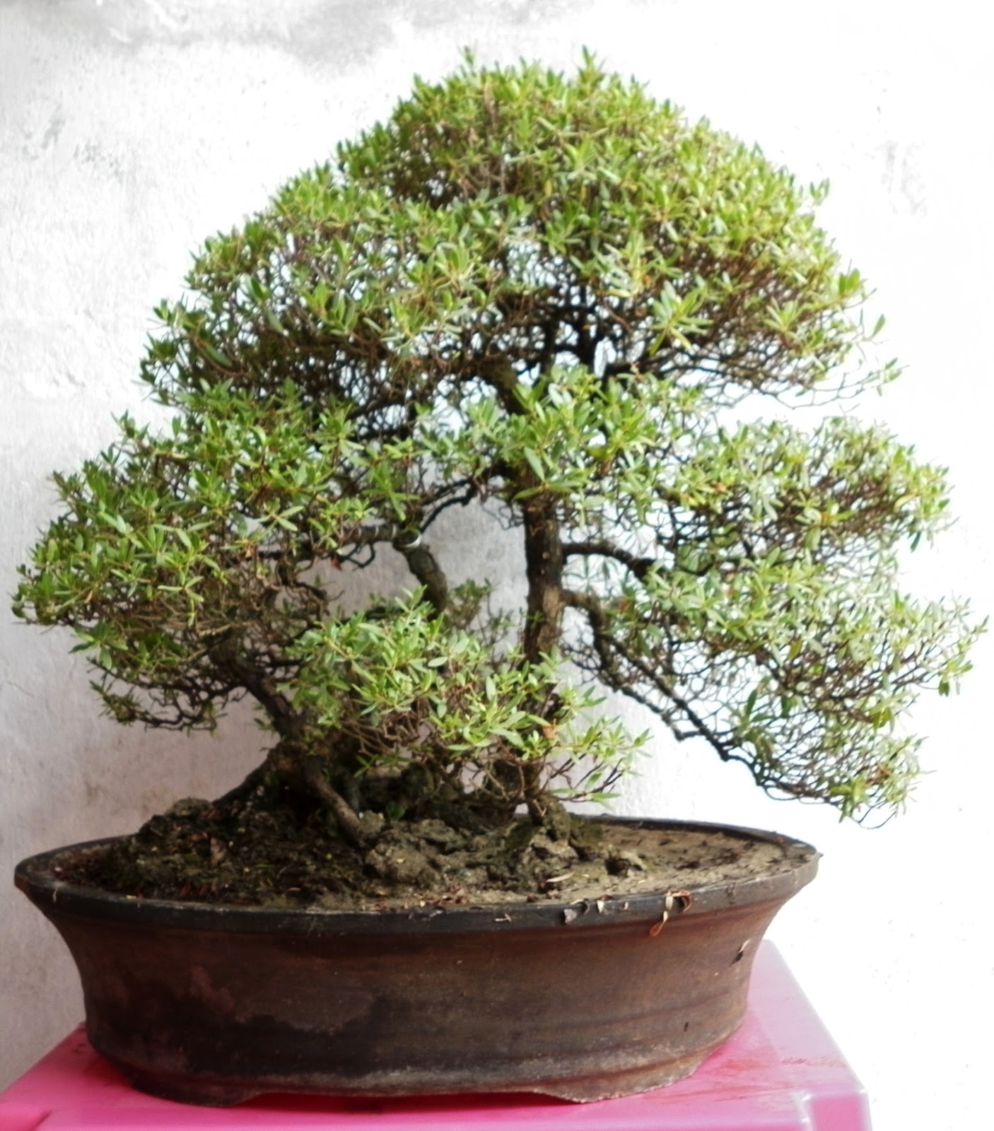 Foto Pohon dan Bunga Bonsai