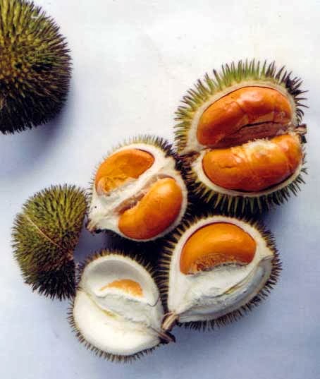 Terpopuler Gambar Lucu Makan Durian, Gambar Lucu