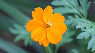 Cosmos Orange Una 400 of cosmos seeds, orange sunshine, sulfur cosmos,
orange cosmos