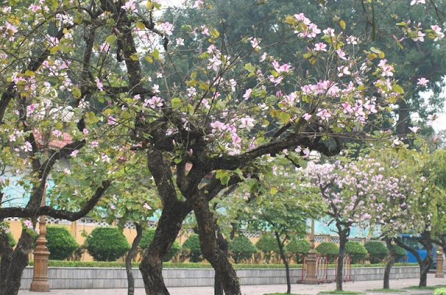 Ban flowers blossom on Hanoi streets 1