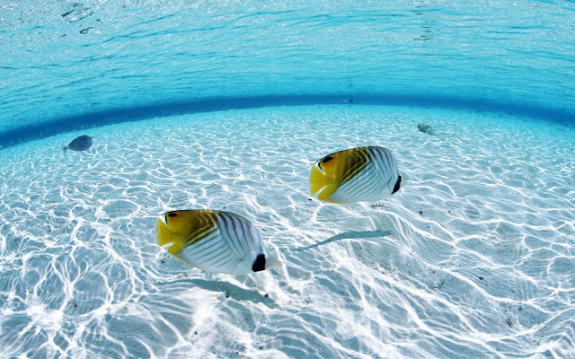 Beautiful-Amazing-Wallpaper-Fish-Underwater-On-The-Sea