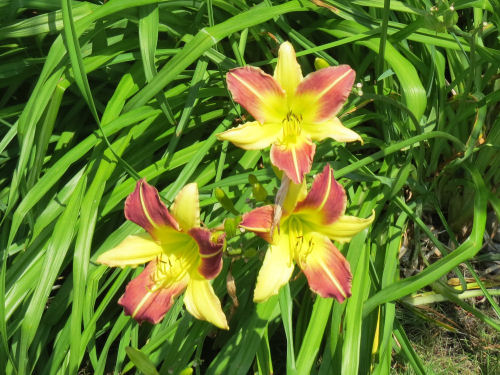 yellow and maroon day lilies