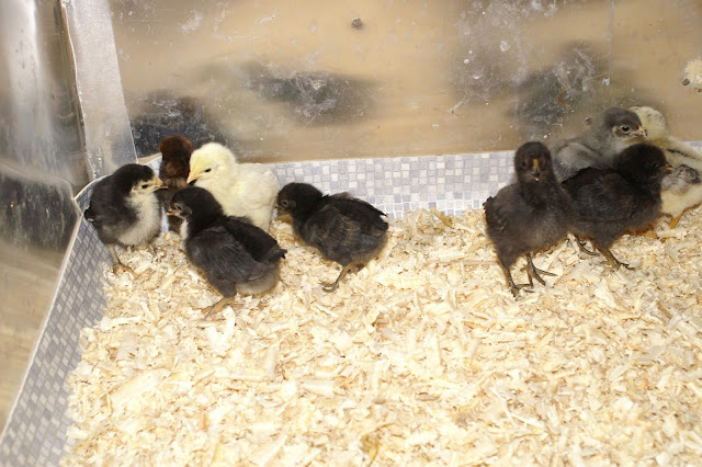 Hühner Spitzhauben Schweizer Huhn Züchter Wildensbuch nähe Winterthur Schaffhausen Schlatt Stein am Rhein