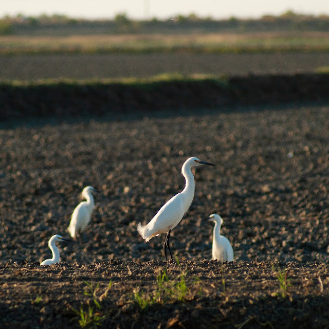 Birdwatching and Nature Vic Fazio Yolo Bypass Wildlife Area