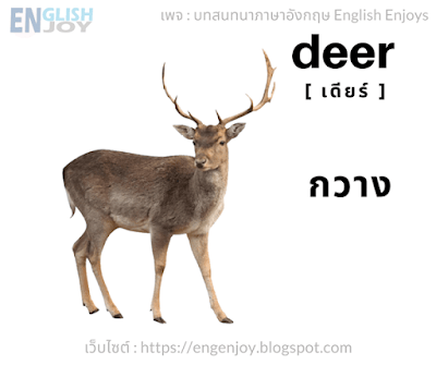 Deer [เดียร์] - กวาง
