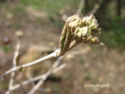 Калина буреинская (Viburnum burejaeticum)