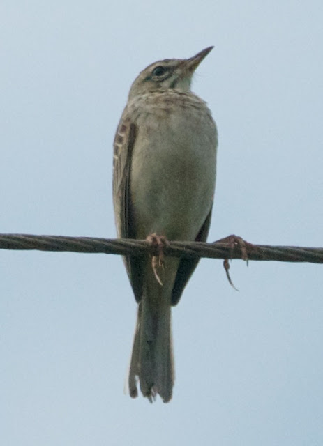 Paddyfield Pipit (Anthus rufulus) 